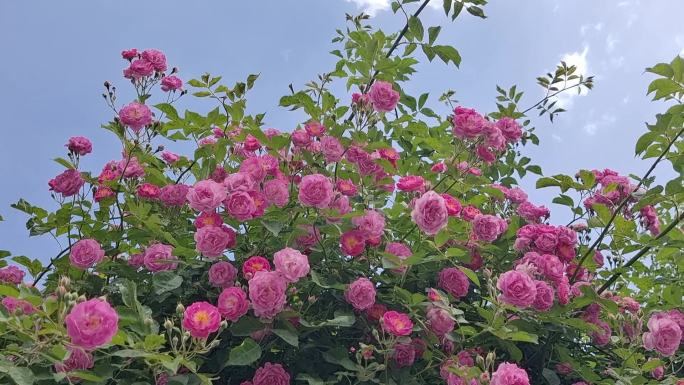 【原创】夏天蓝天白云下的蔷薇花