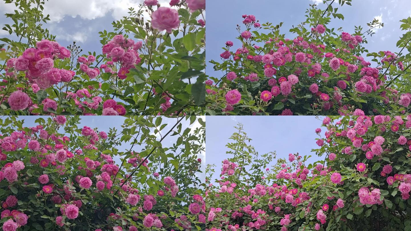 【原创】夏天蓝天白云下的蔷薇花