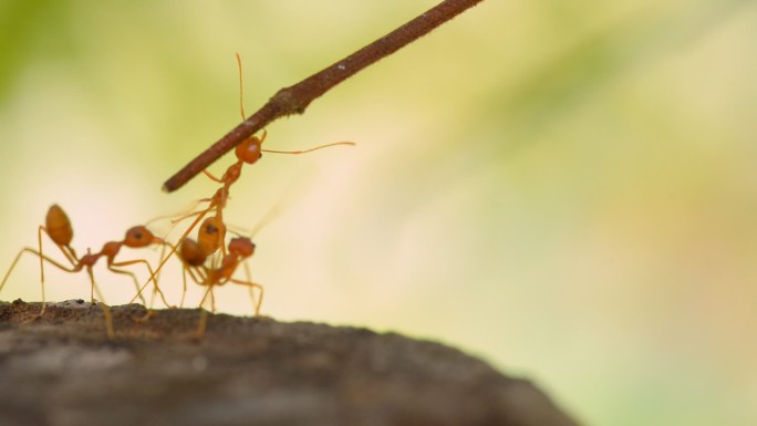 蚂蚁蚂蚁微距摄影蚂蚁团队合作昆虫蚂蚁