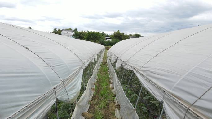 原创航拍农业大棚草莓大棚