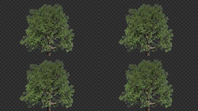 逼真绿色树木大树-带通道