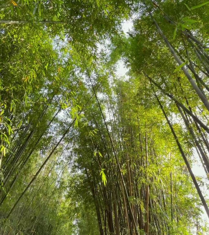 竹林里的幽静小路 手机竖版竖拍