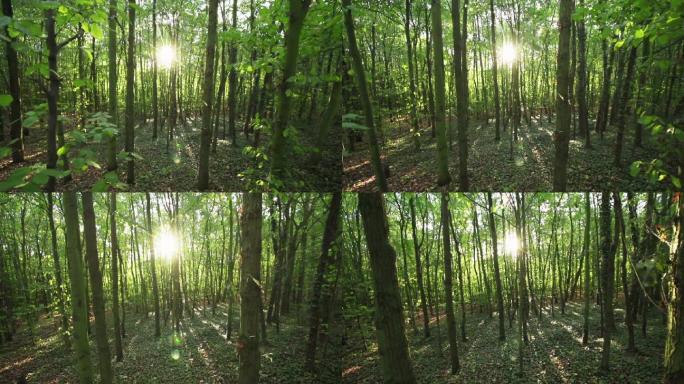 稳定摄像头：森林