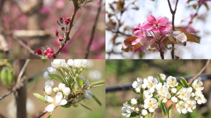 各种苹果花实拍素材