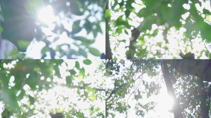 多组唯美阳光穿过树叶空镜头4k