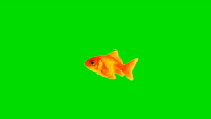 绿屏下游动的金鱼绿幕抠像红色锦鲤游鱼
