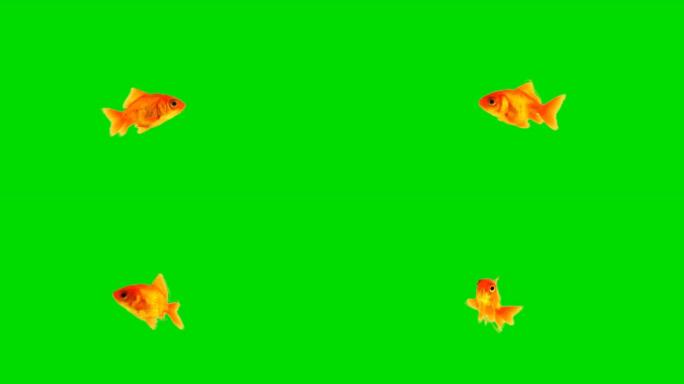 绿屏下游动的金鱼绿幕抠像红色锦鲤游鱼