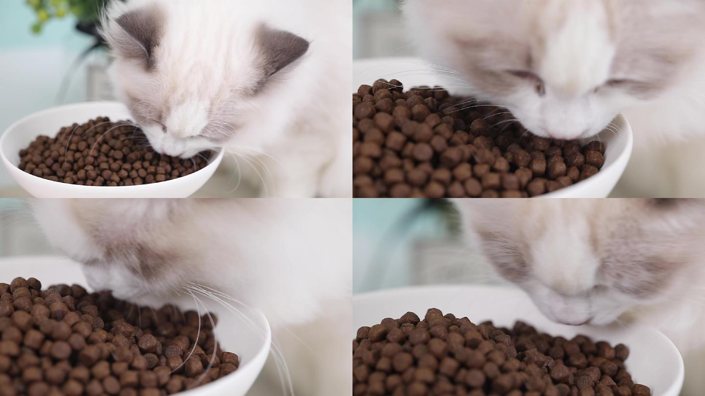 布偶猫吃猫粮素材