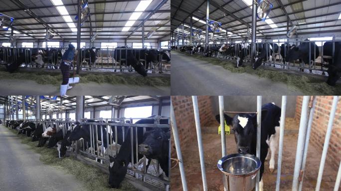 奶牛养殖和小牛犊