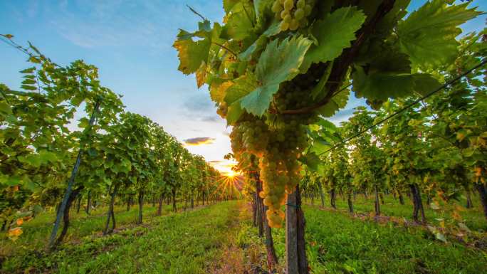 日落时的葡萄园葡萄种植基地葡萄种植园葡萄