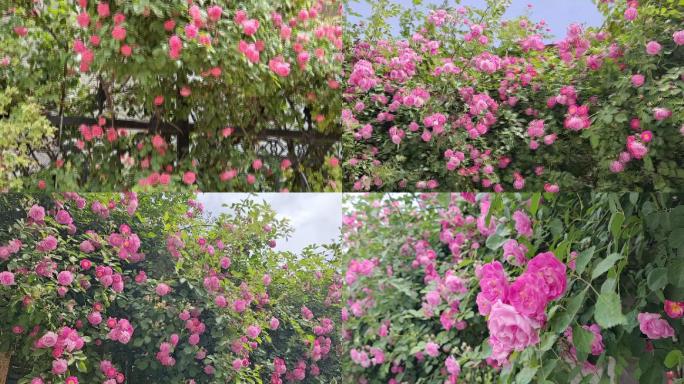 蔷薇花墙微型月季视频素材