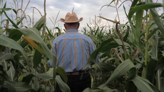 戴着牛仔帽的老农穿过玉米地