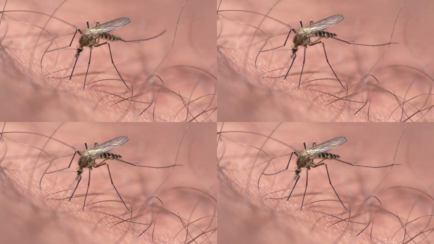 一只蚊子从人体皮肤上吸血