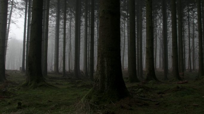 诡异的森林
