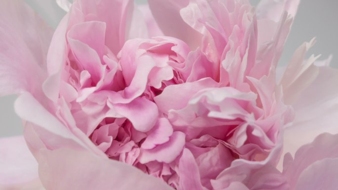 牡丹花开放粉色的牡丹绽放唯美花朵绽放爱情