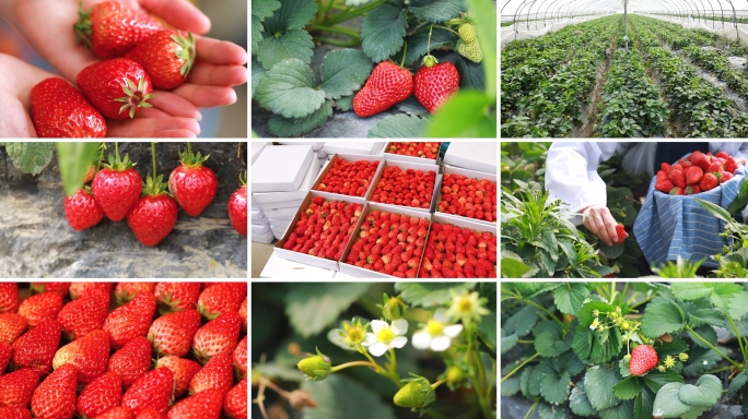 草莓棚草莓采摘