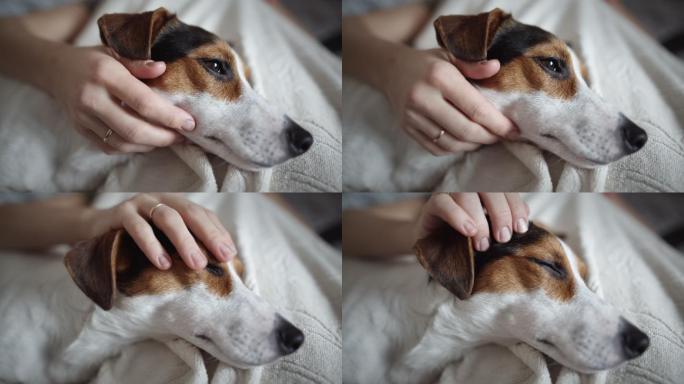 女主人抚摸狗狗主人杰克罗素猎犬触摸