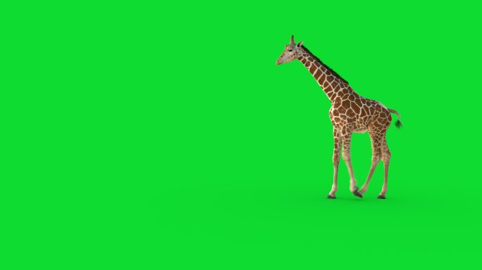 一只在绿色屏幕上行走的3D长颈鹿。
