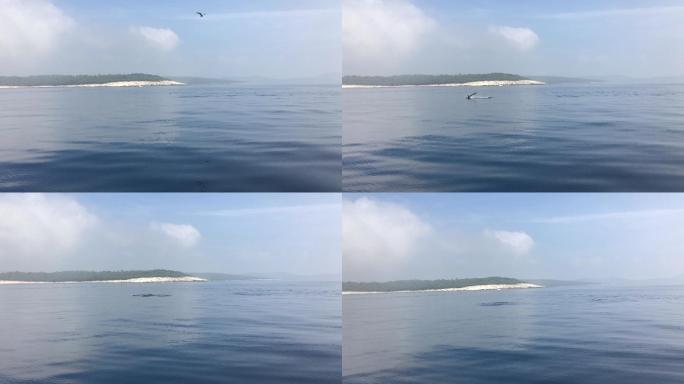 海豚跳出水面水智能手机鸟