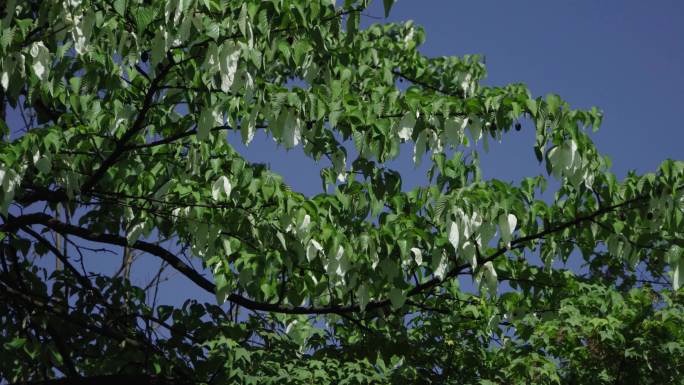 雅安荥经鸽子花实拍素材。