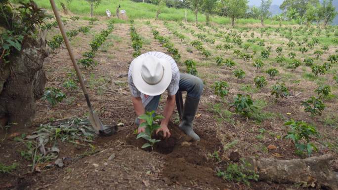农夫把咖啡树放在挖的洞里