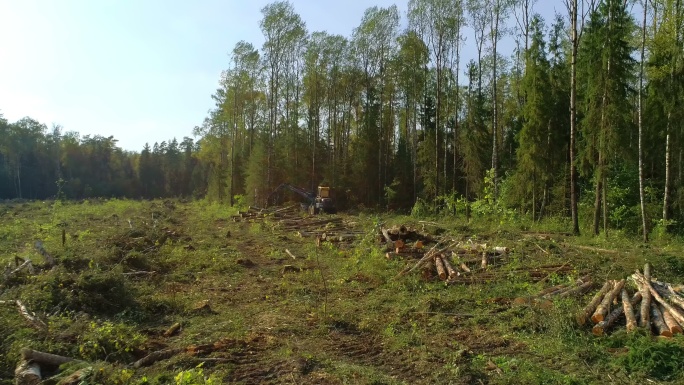 伐木机砍伐树木木柴伐木工人卡车