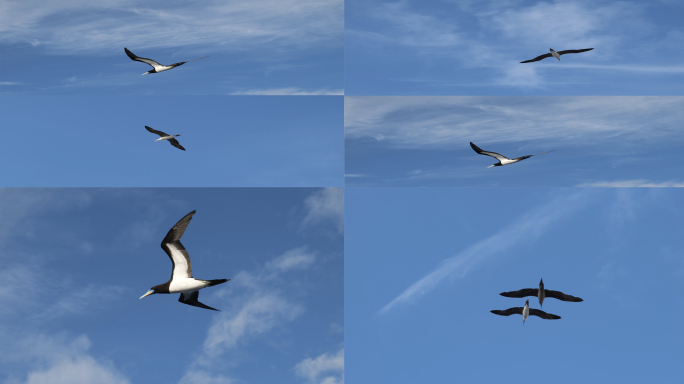 【4K】桅杆上休息大洋中飞翔的海鸟海鸥