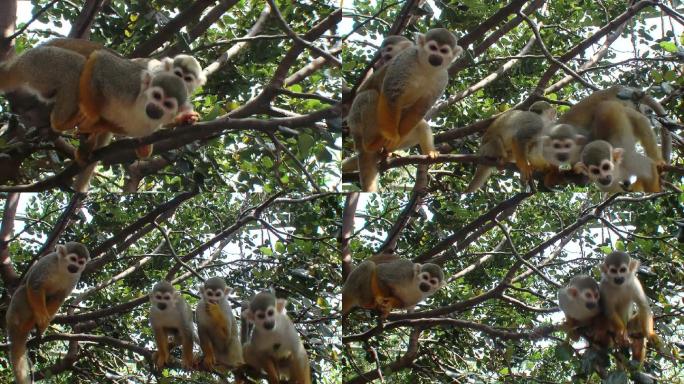 五只松鼠猴移动活动分枝植物部分森林