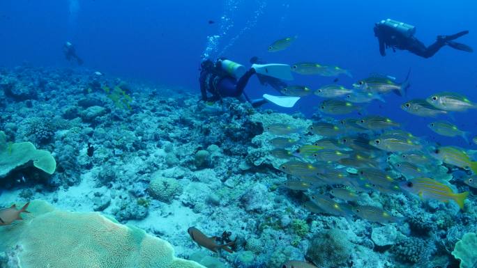 海底暗礁中的鲷鱼水下潜水岛屿海洋生物公园