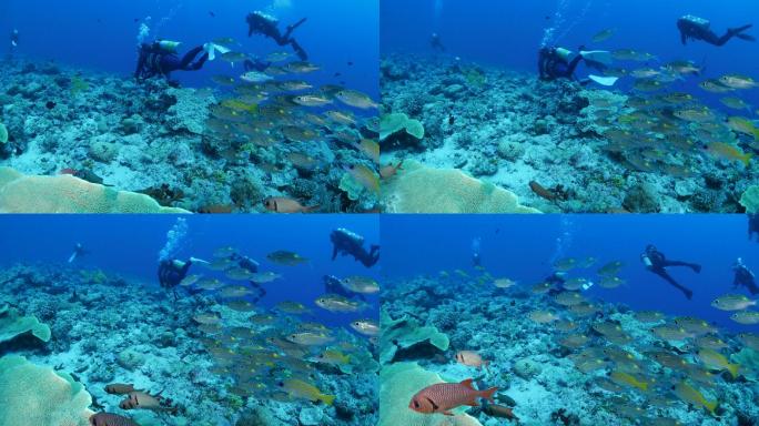 海底暗礁中的鲷鱼水下潜水岛屿海洋生物公园
