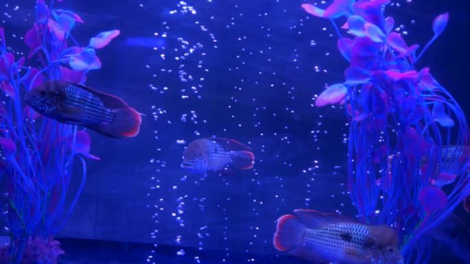 鱼缸海洋世界多种小鱼多种水母