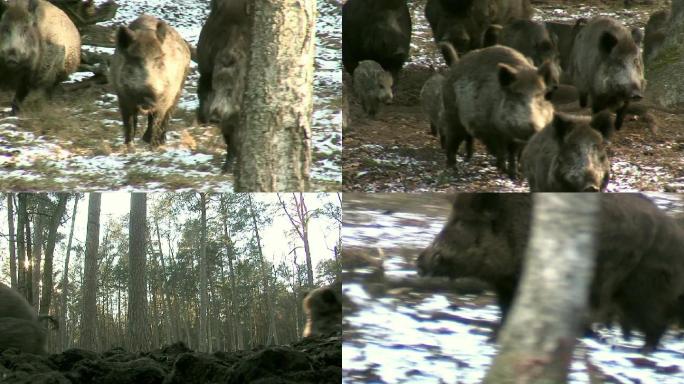 野猪惊慌失措地跑野一群山上动物主题