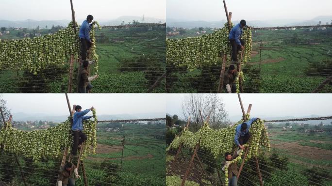 航拍榨菜非遗风脱水挂榨菜风干农业农村