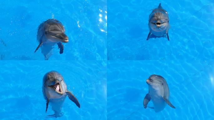 好奇的海豚跳出水面