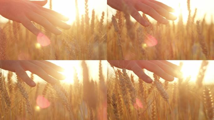 手抚摸成熟的金色小麦植物