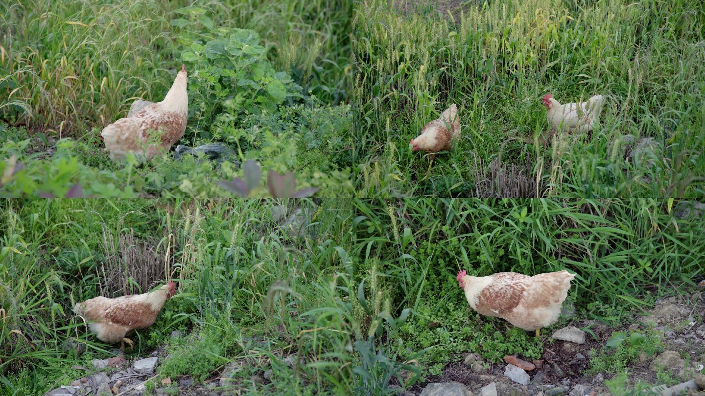 母鸡觅食农村养鸡土鸡鸡吃草散养鸡