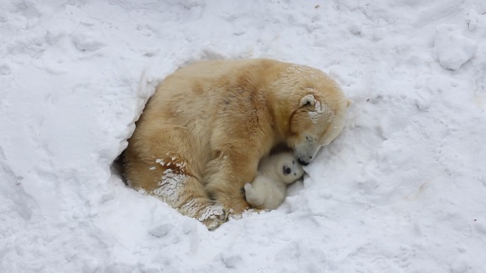 北极熊家族巢穴寒冷的温度北极美丽