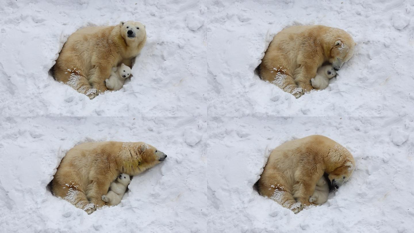 北极熊家族巢穴寒冷的温度北极美丽