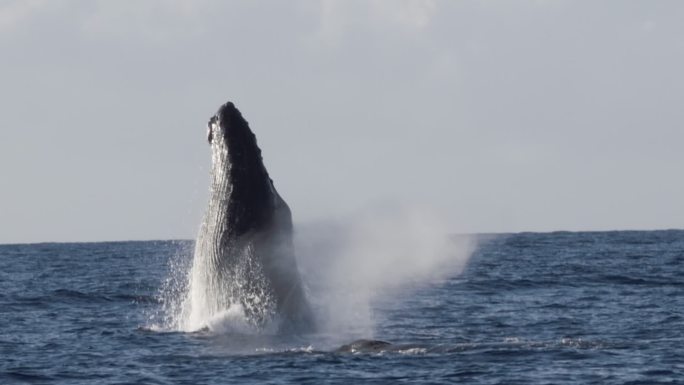 极为罕见的座头鲸全裂镜头
