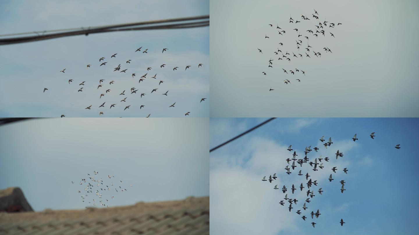【4K】飞翔的鸽子群01