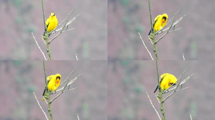 传说中的黄鹂鸟，真漂亮