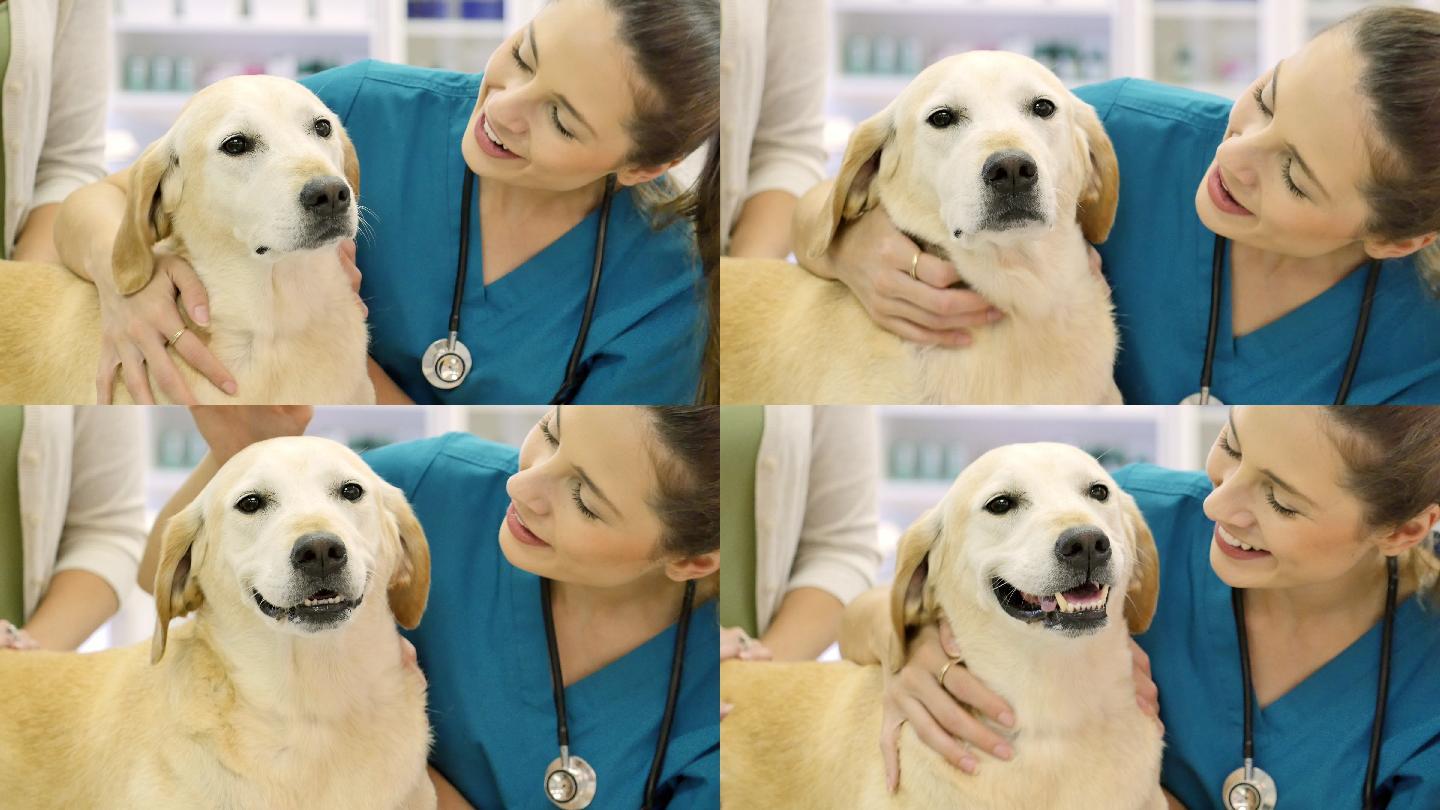 女兽医在开始健康检查前和狗狗交谈