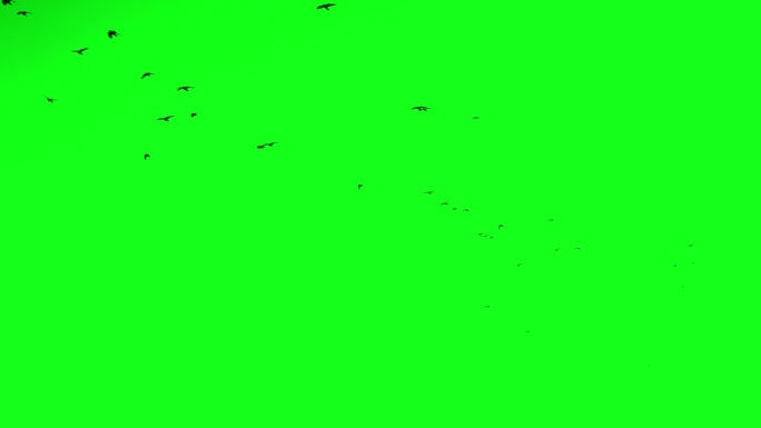 乌鸦群，绿幕alpha视频素材绿屏