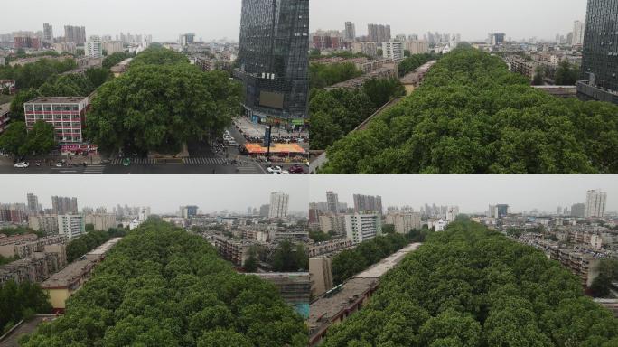 【4K】洛阳牡丹广场西苑路航拍