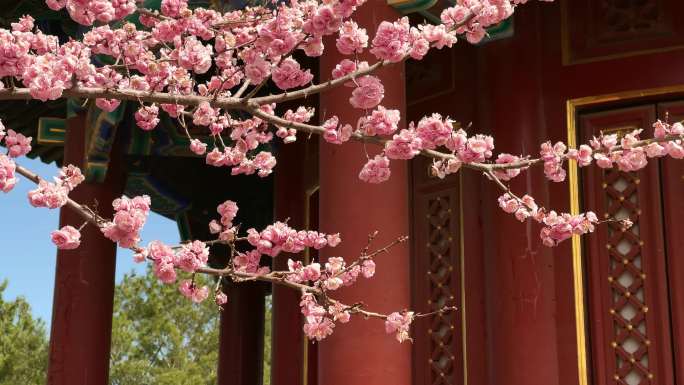 原创拍摄北京春天景山公园优美风光