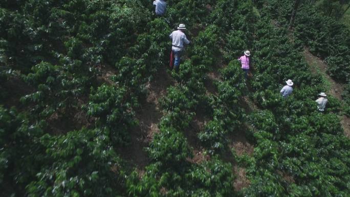 人们在收获收集咖啡豆子