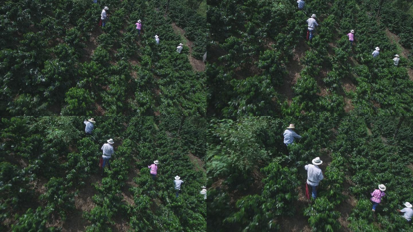 人们在收获收集咖啡豆子