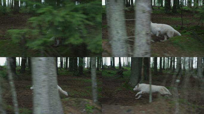 狗跑进树林