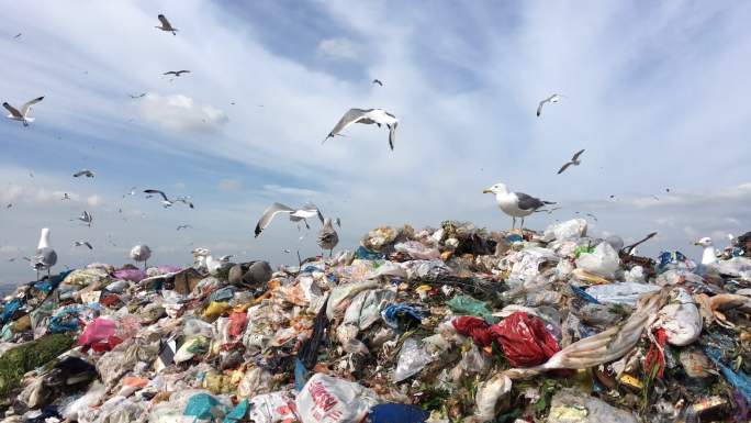 垃圾堆水塑料袋鸟