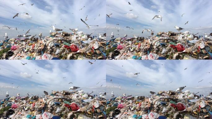 垃圾堆水塑料袋鸟